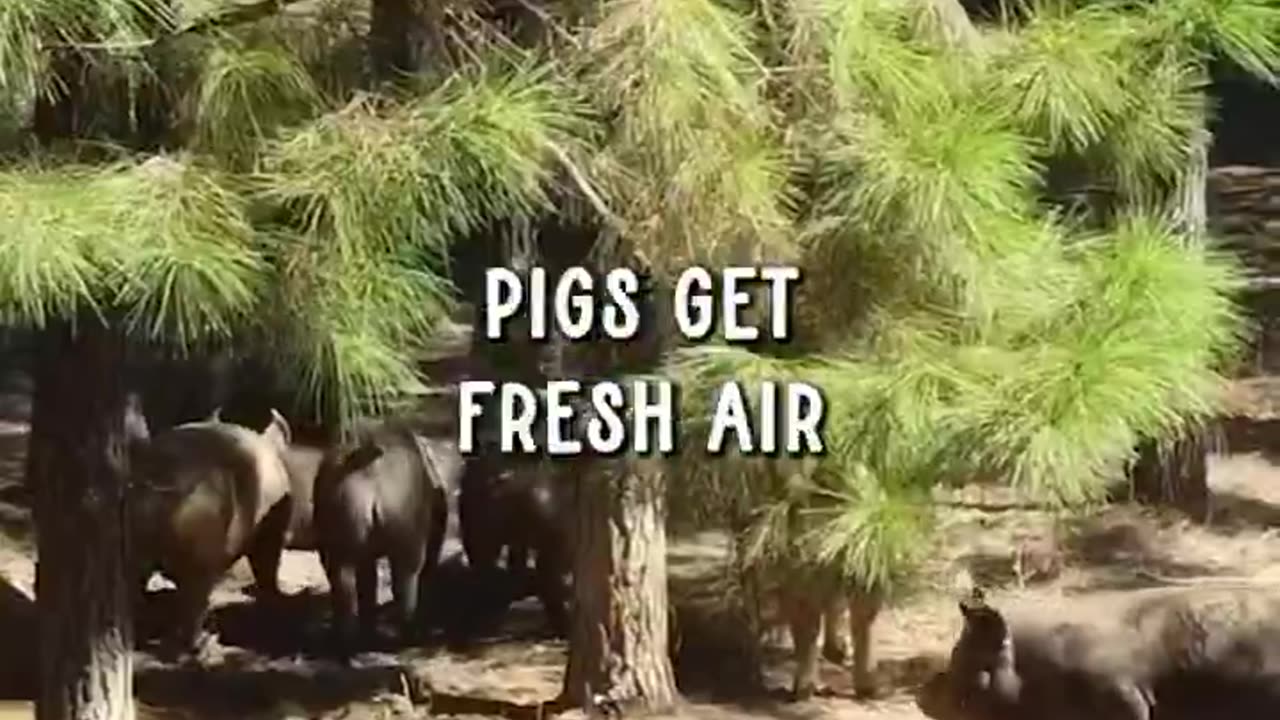 “Did you know that mRNA Vaccines are already in food supply?”