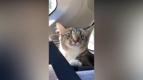 5 minutes funny cats😺 compilation 😆😆😍😍