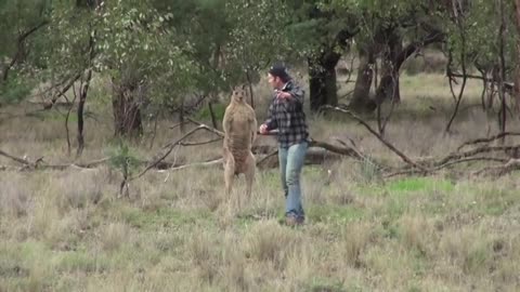 Bunyó egy kengurúval