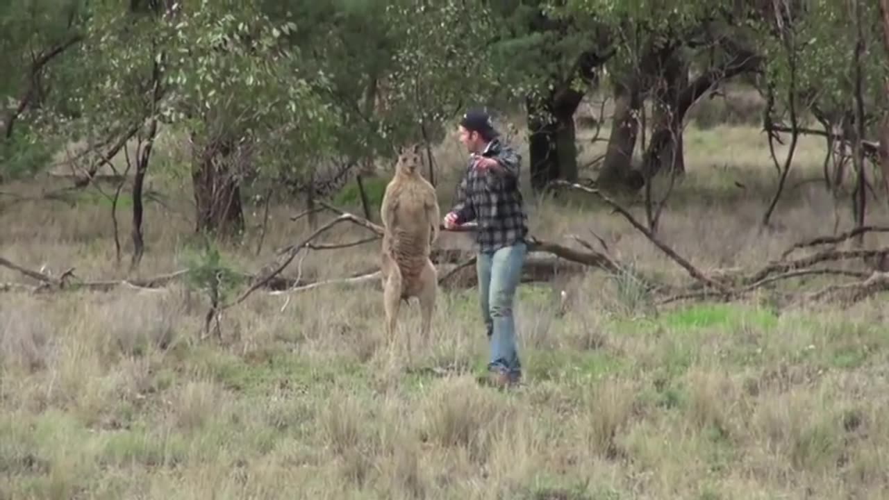 Bunyó egy kengurúval