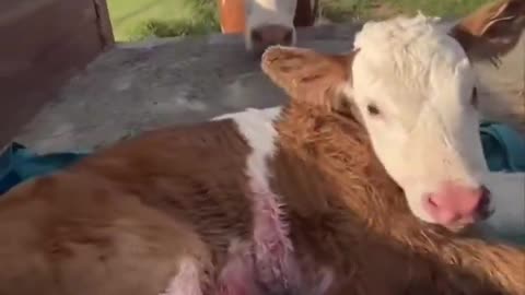 Mom Following Her Baby