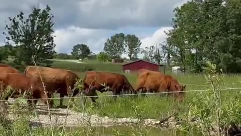 What the heck is inside McDonald's beef 🍔