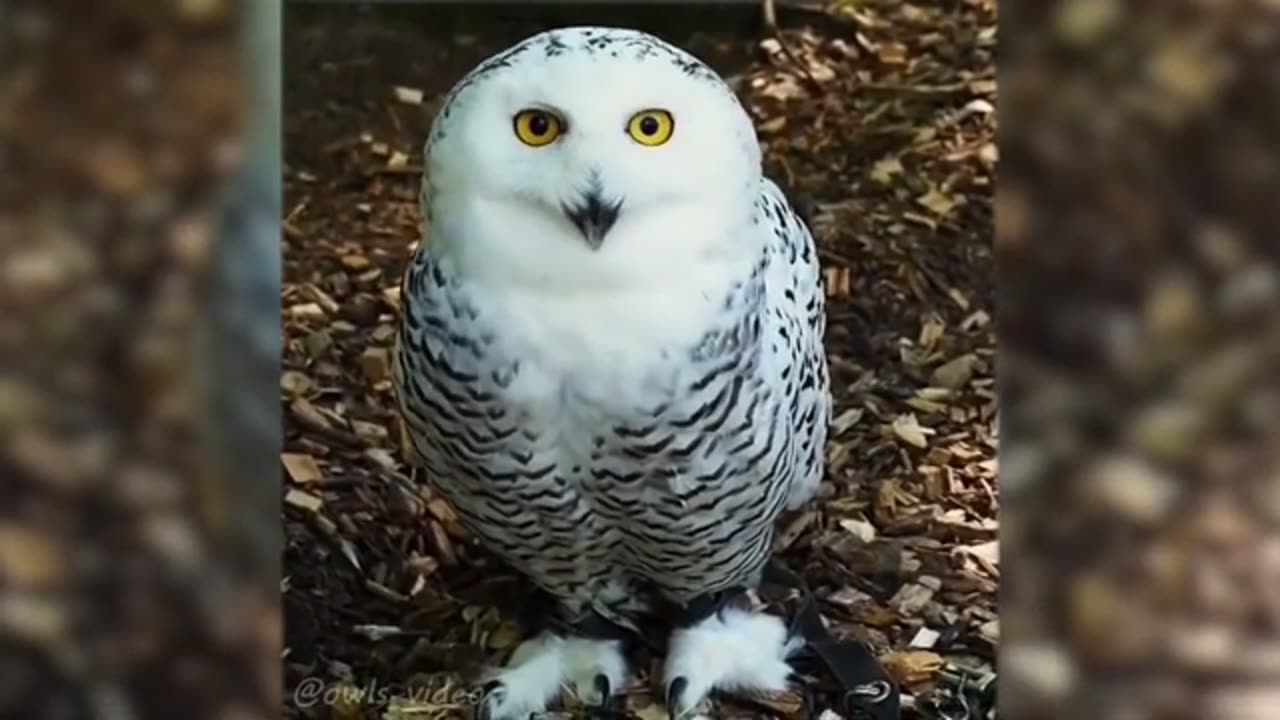 Funny videos