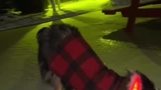 Is this dog broken??? HAHAHA