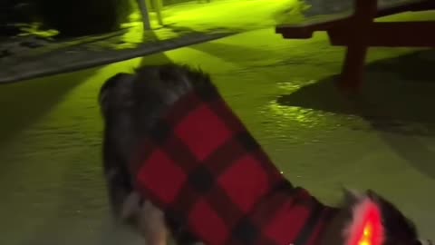 Is this dog broken??? HAHAHA