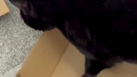 Cute Precious Piper Checks Out Recycling Possibilities - Adopting a Cat from a Shelter Vlog #shorts