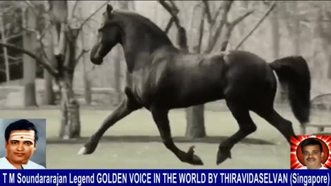 Old Is Gold (evergreen) T M Soundararajan Legend Vol 237 Horse Song 10