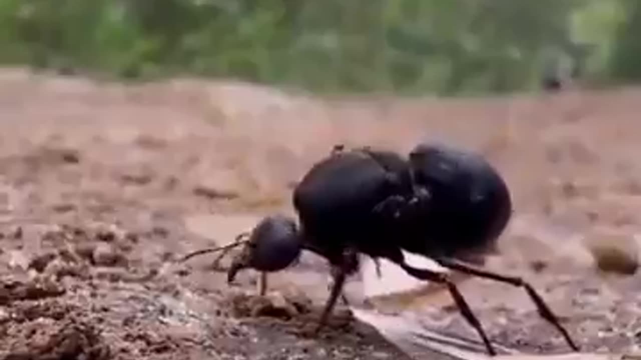 Queen Ant removes her wings after nuptial flight