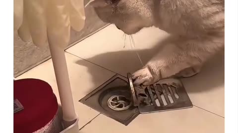 Surprise gift