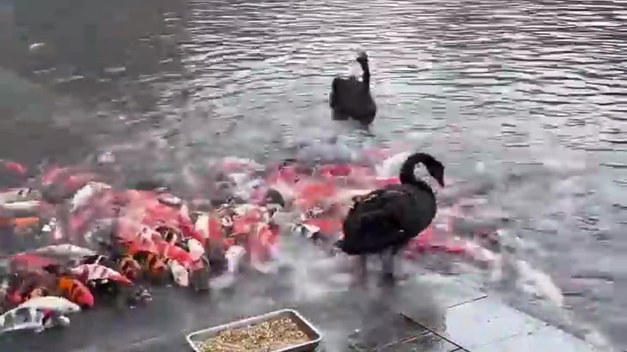 Black swan feeding fishes