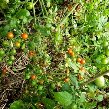 Cherry Tomatoes, vegetable gardening.