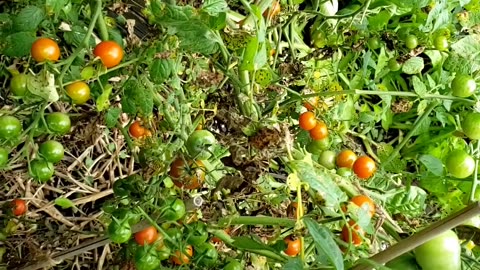 Cherry Tomatoes, vegetable gardening.