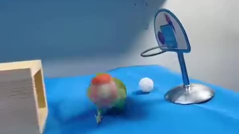 Parrot 🦜 training video 📷