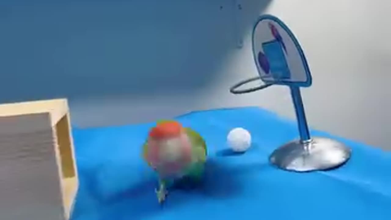 Parrot 🦜 training video 📷