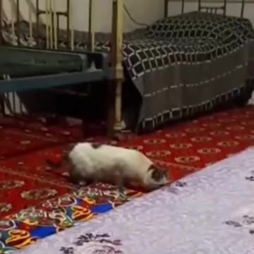 Funny Animals 2024 😂 - Funniest Cats and Dogs video 🐱 🐶 #shorts episode 111