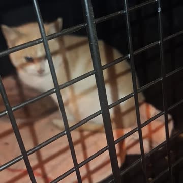 The last rescued kitten! #2