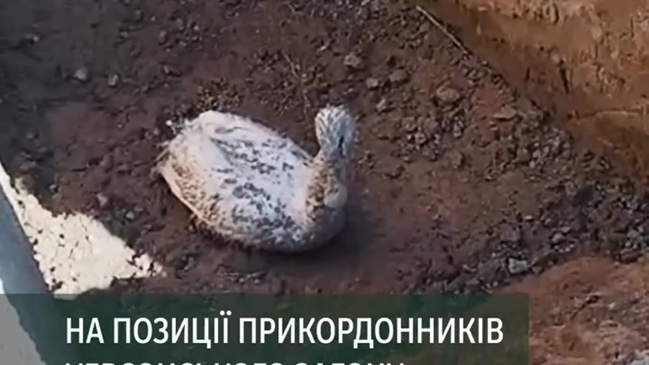 🦢 We help everyone: border guards in the Kherson region saved an unexpected guest Tired
