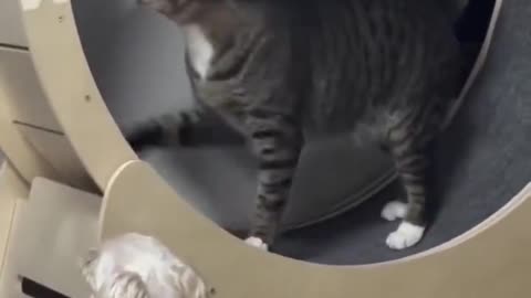 Bratty Cat