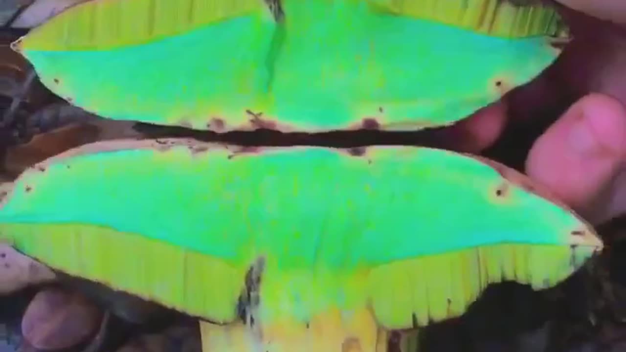Color Change 2