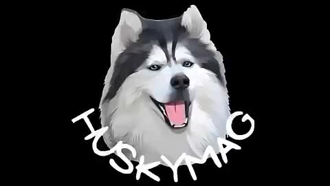 Husky's Hilarious