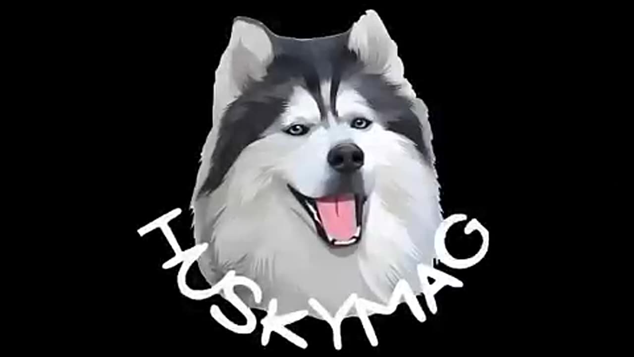 Husky's Hilarious