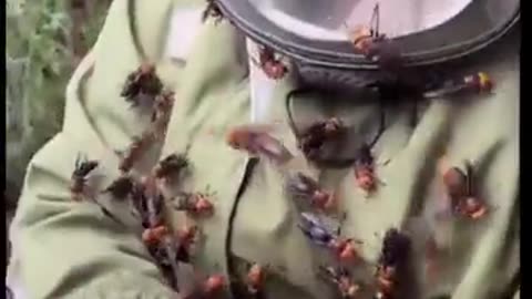 Animal caught on camera