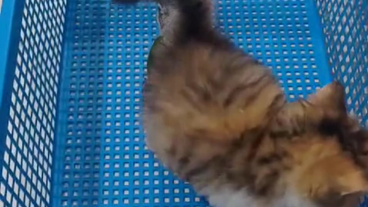 Baby Cat Playing With Baby Conure