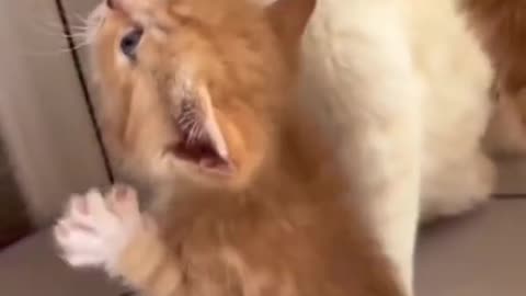 Funny cats