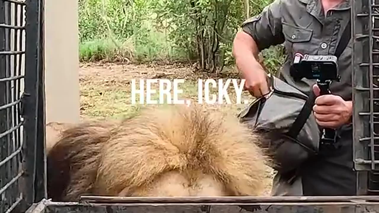 Lion