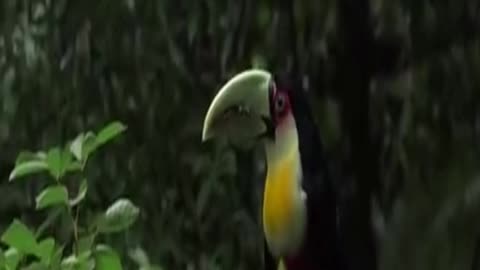 tucán