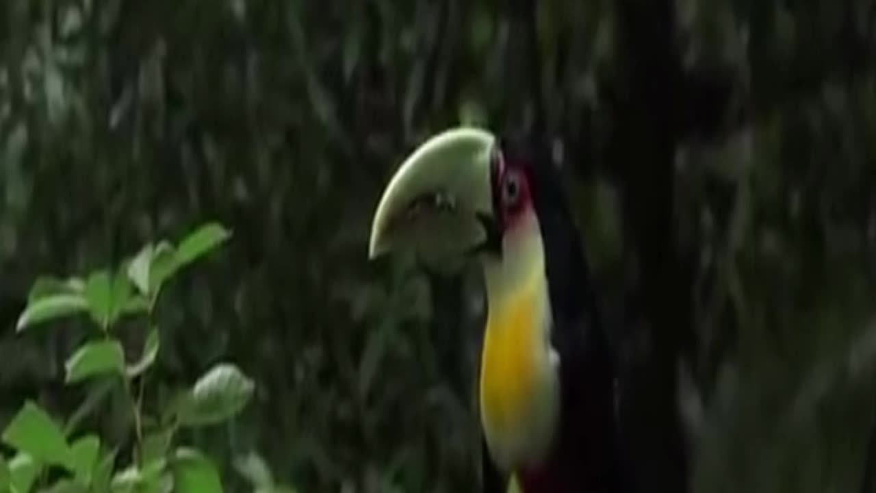 tucán