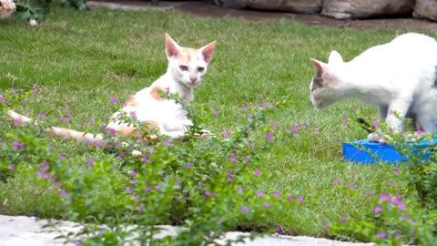 Cats Video on Playing