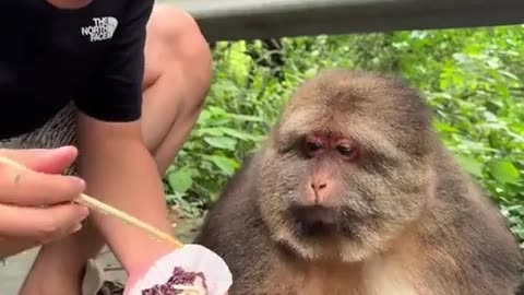 🚫🥗 Monke Rejects Salad! Who Needs Veggies, Anyway? | FunFM