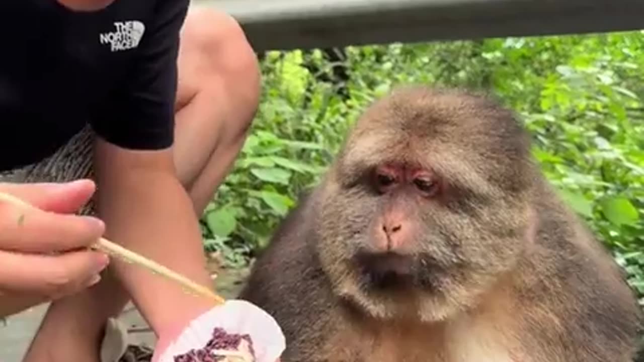 🚫🥗 Monke Rejects Salad! Who Needs Veggies, Anyway? | FunFM