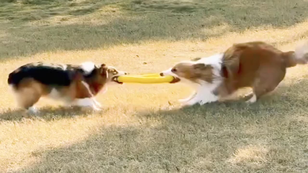 Funny Dogs Arguing Over a Toy – Must Watch!