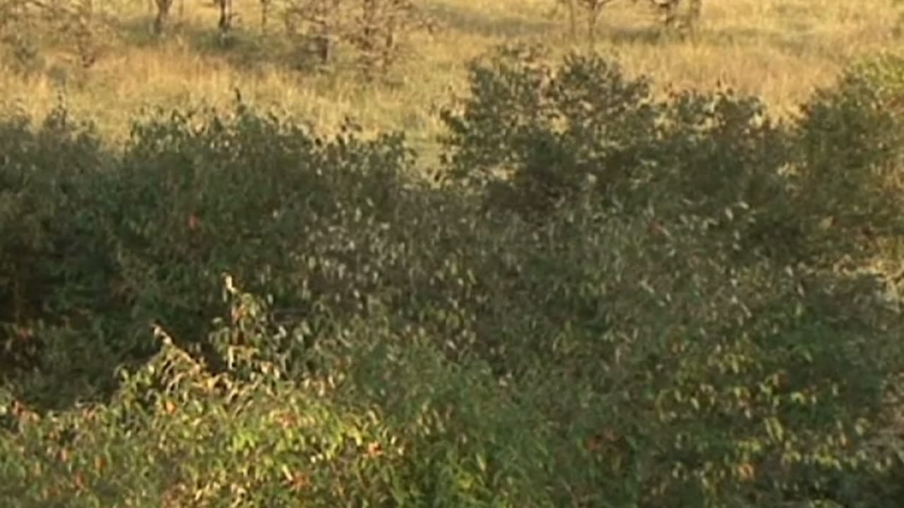 Top 10 Amazing Leopard Facts | Climbing, Hunting & Secret of Black Panthers