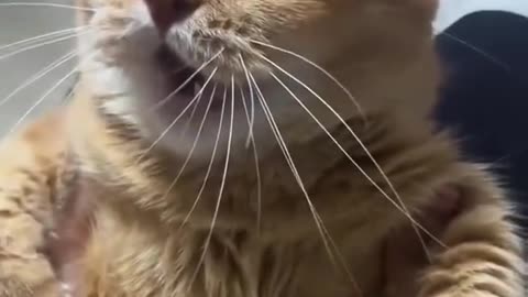 Angry kitten