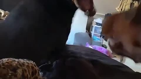 Baby dog's Comedy Videos 🤣 so cute picture 😍 dog's funny videos 🤣 so cute picture 🖼️