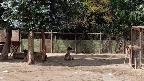 guanaco