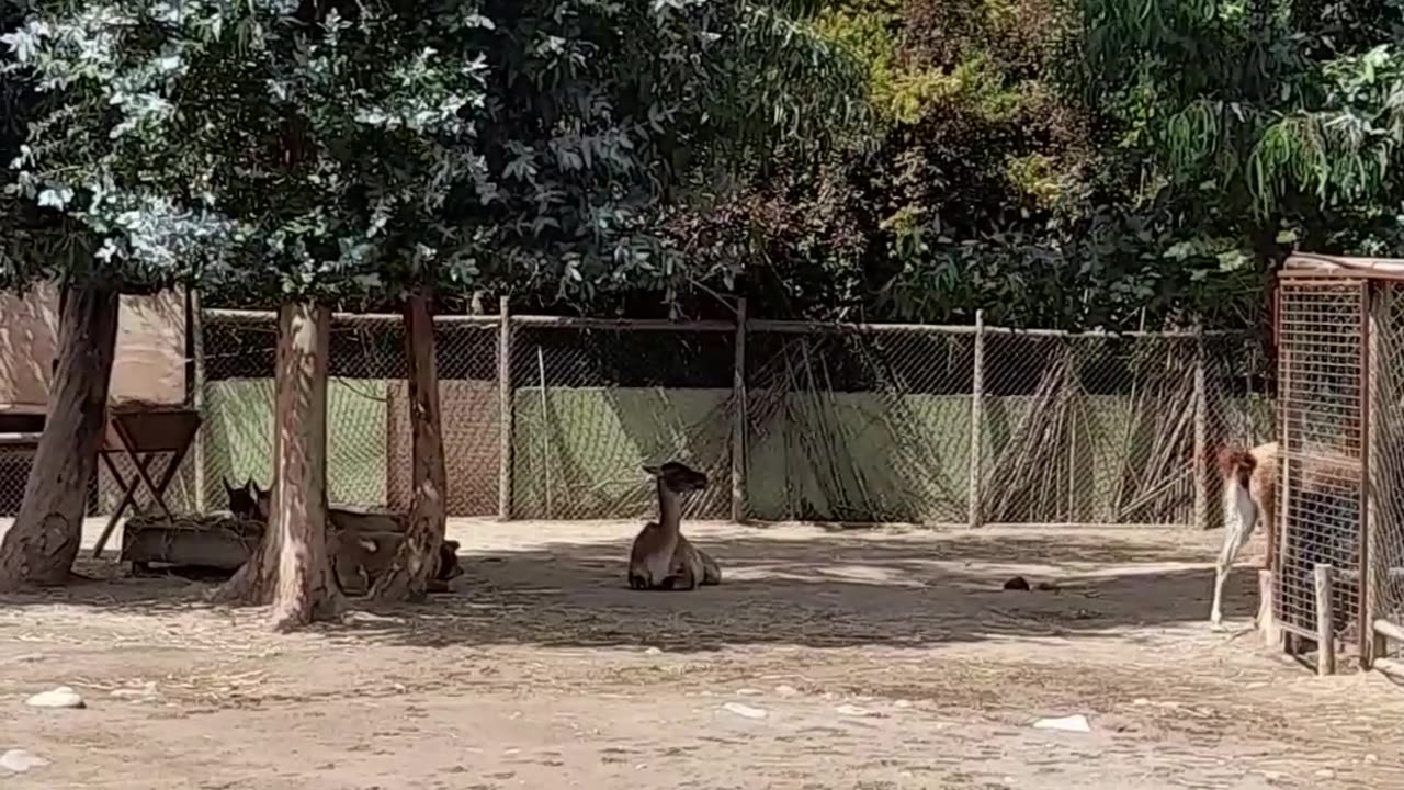 guanaco