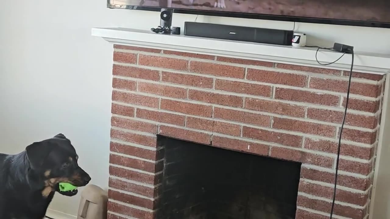🤣🐶 Dog Tries Caesar Milan Manners... With Bones! | FunFM