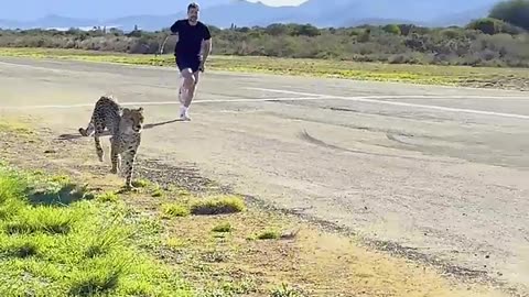 Mr.Beast v/s cheetah!