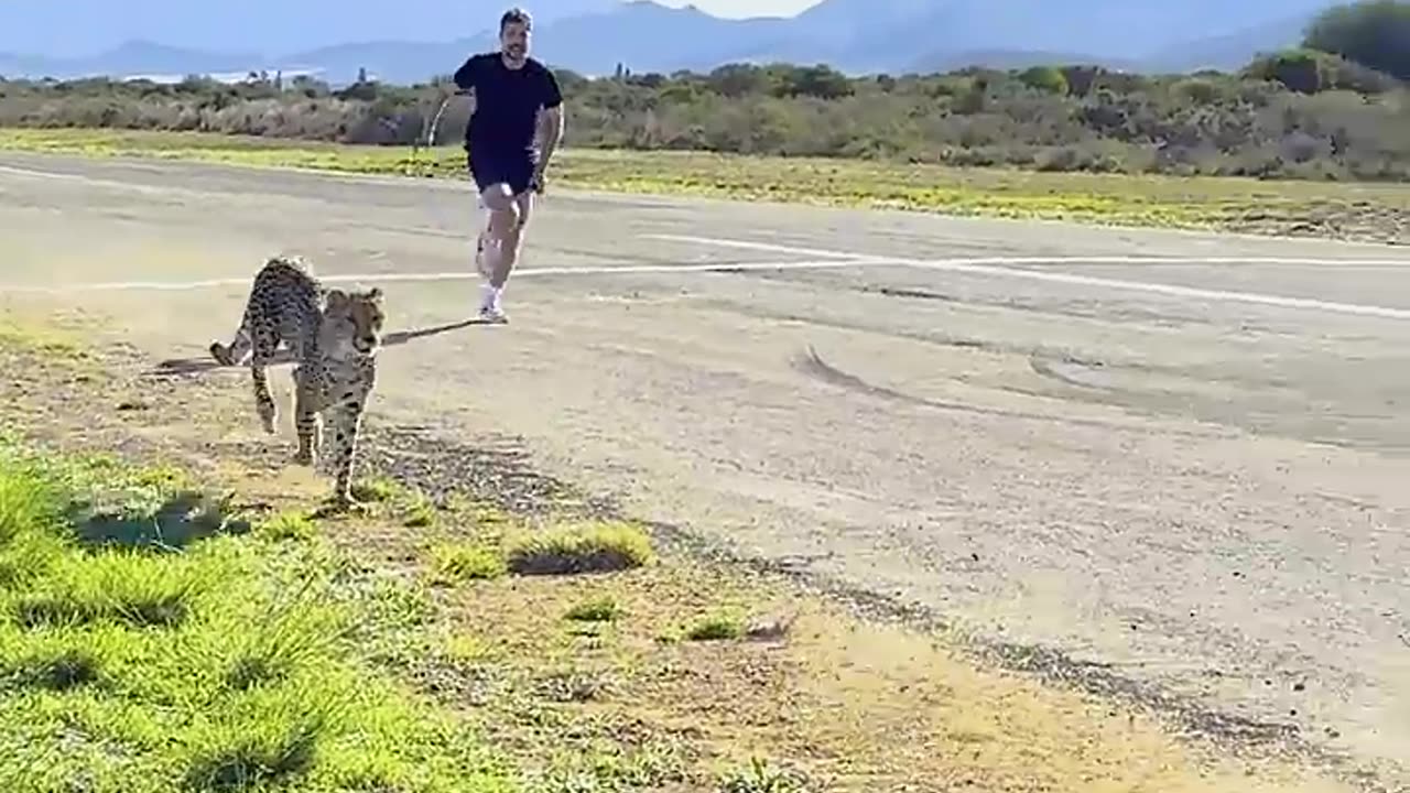 Mr.Beast v/s cheetah!