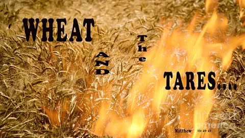 The wheat and the Tares