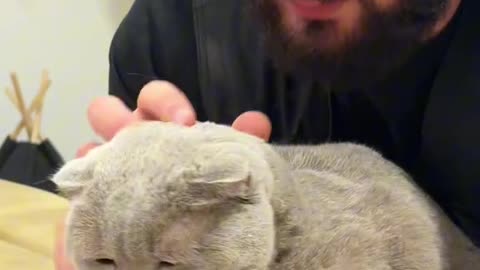 Cat with back pain