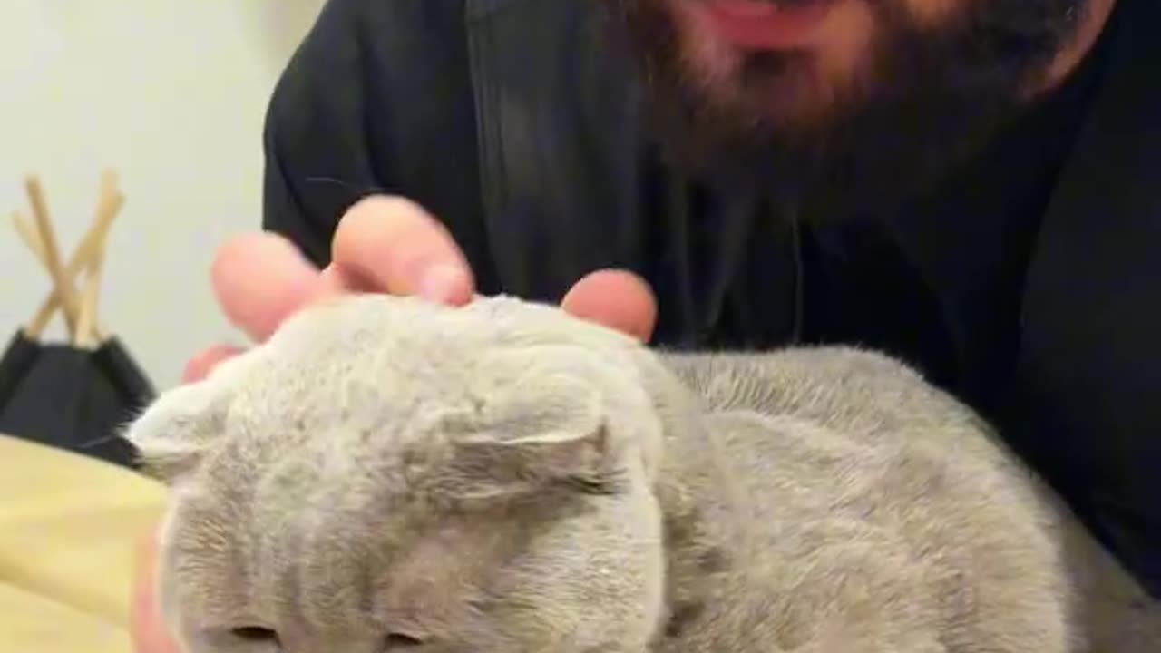 Cat with back pain
