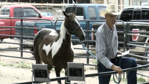 Skipper Calder & Cowboy-up Ministry bring horse training with a message at 11am.