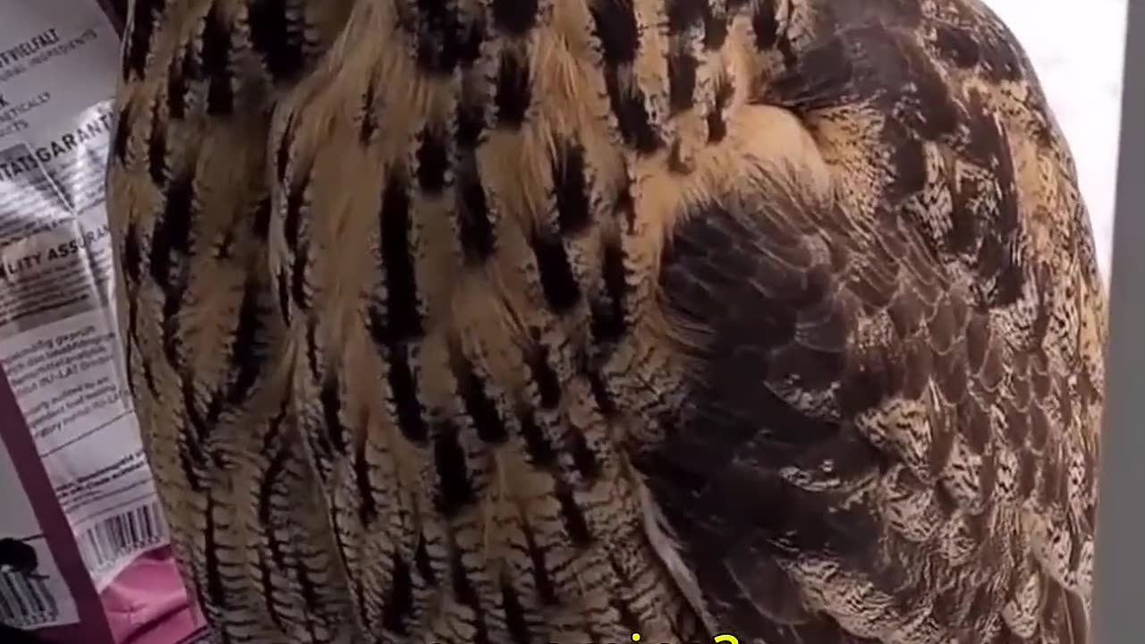 Owl core. 🦉🦉 so funny😂😂😂😂😂