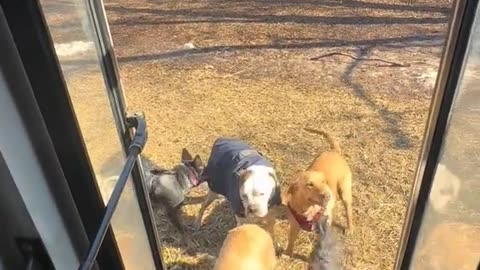 A woman converted an old bus -And Found the best job in the world being a Dog bus driver