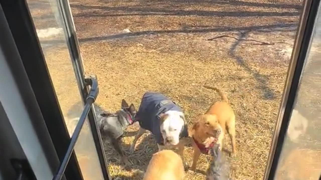 A woman converted an old bus -And Found the best job in the world being a Dog bus driver